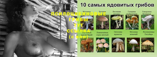 прущие грибы Зеленокумск